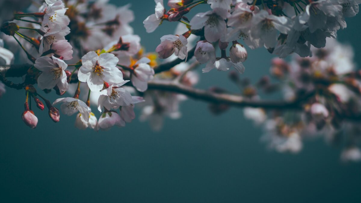 樱花绽放