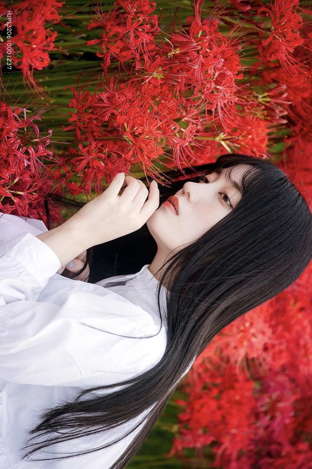 红蜘蛛百合之美