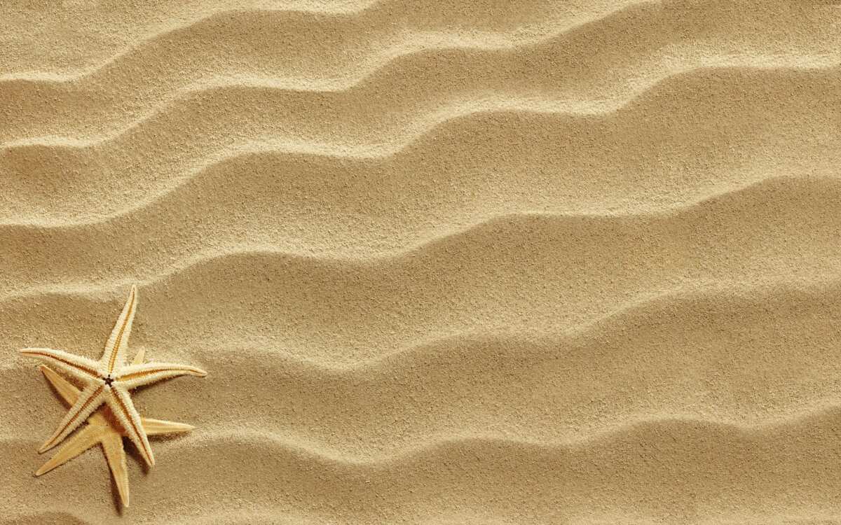 沙滩海星