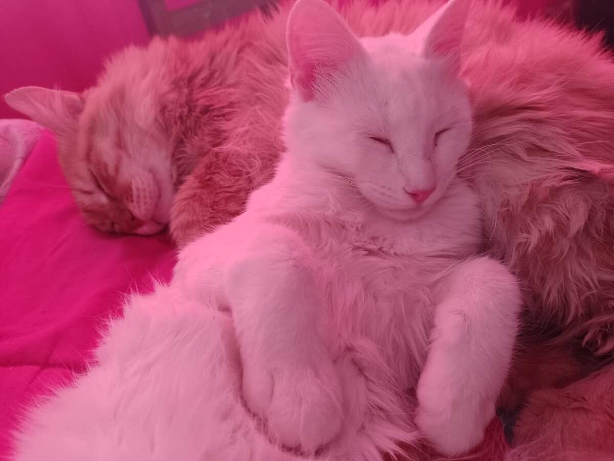 猫咪温馨睡眠
