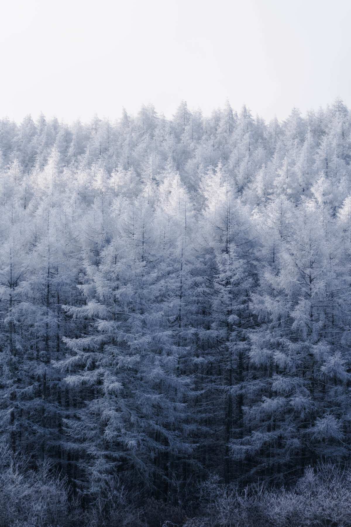 雪林静谧