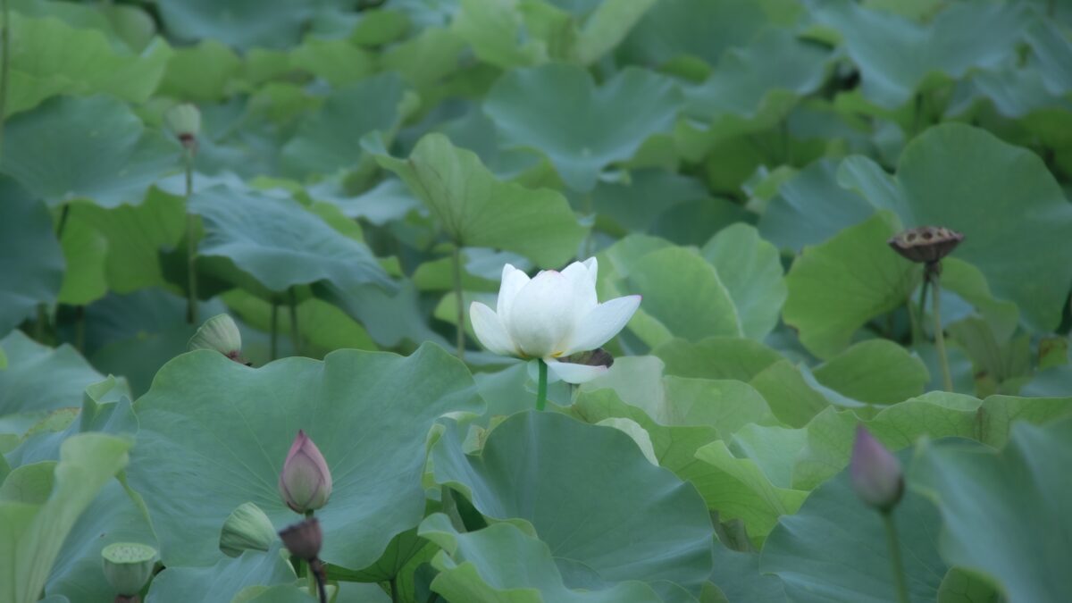 宁静荷塘