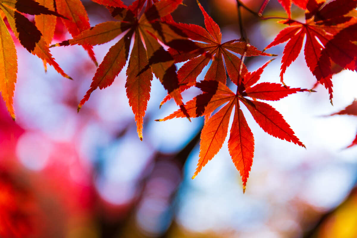 秋叶红枫