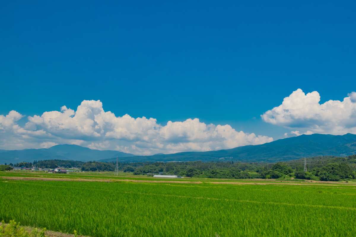夏日田园风光