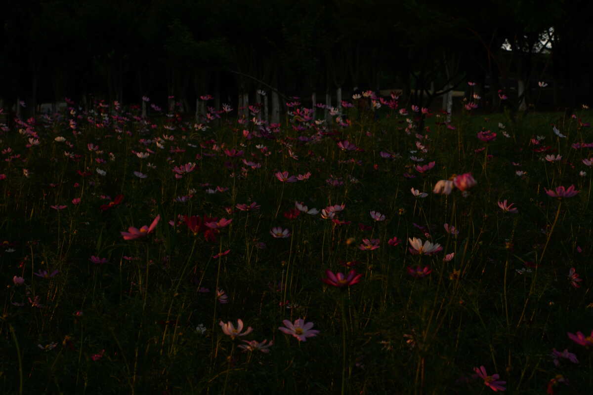 暗夜花语