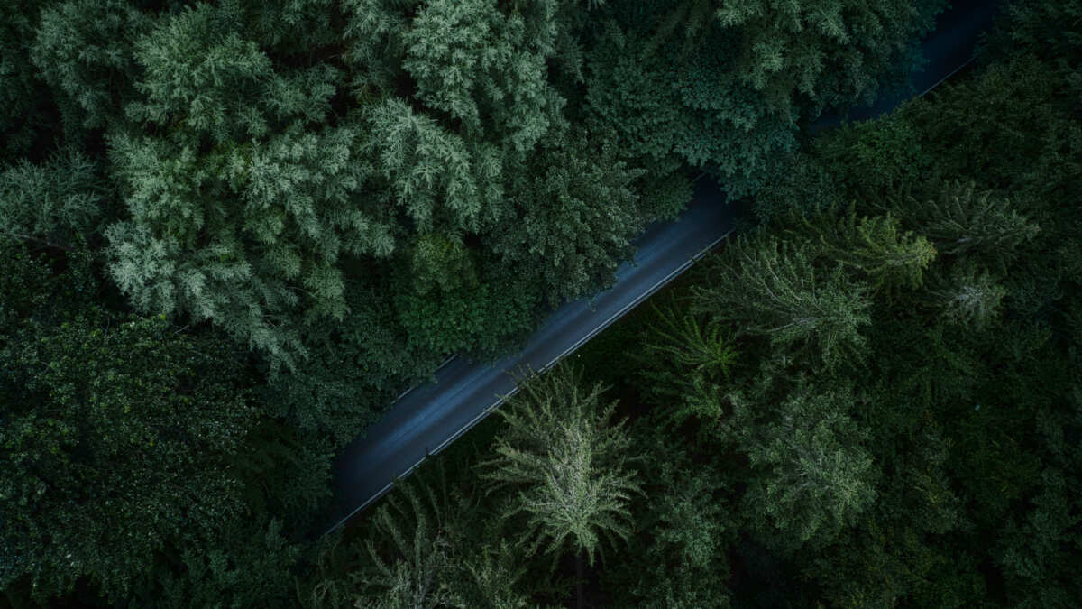 森林公路