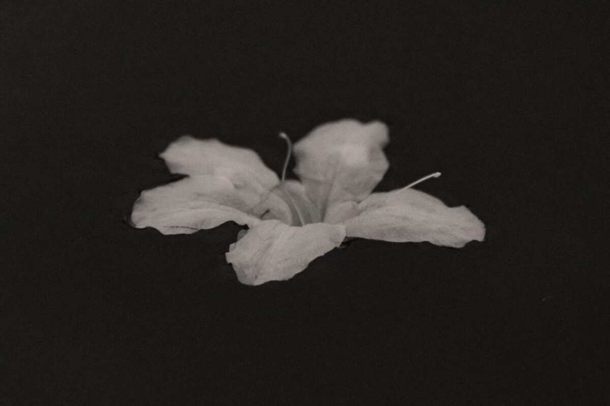 黑白花卉静物