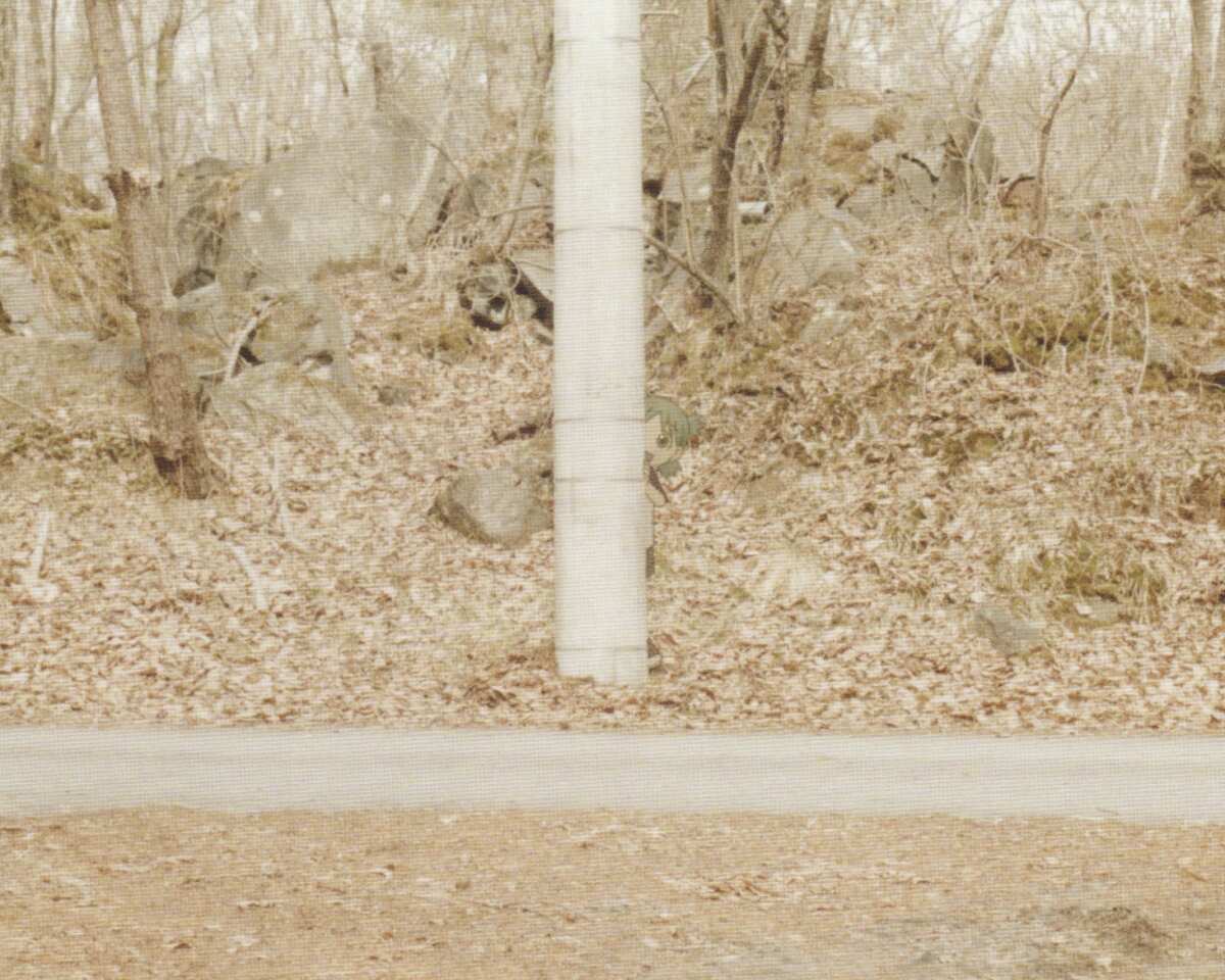 秋日森林漫步
