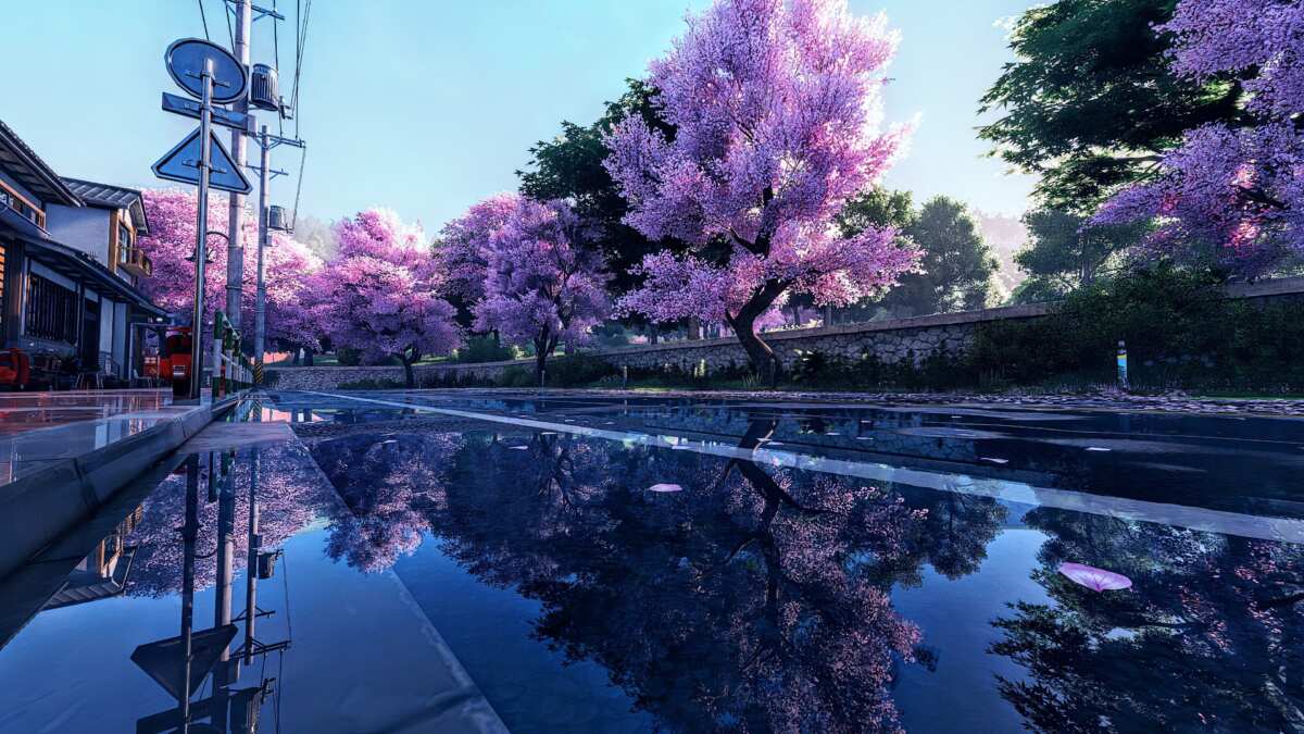 樱花大道