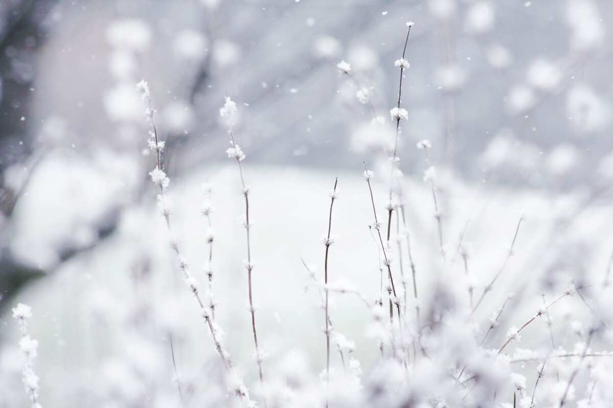 雪中植物