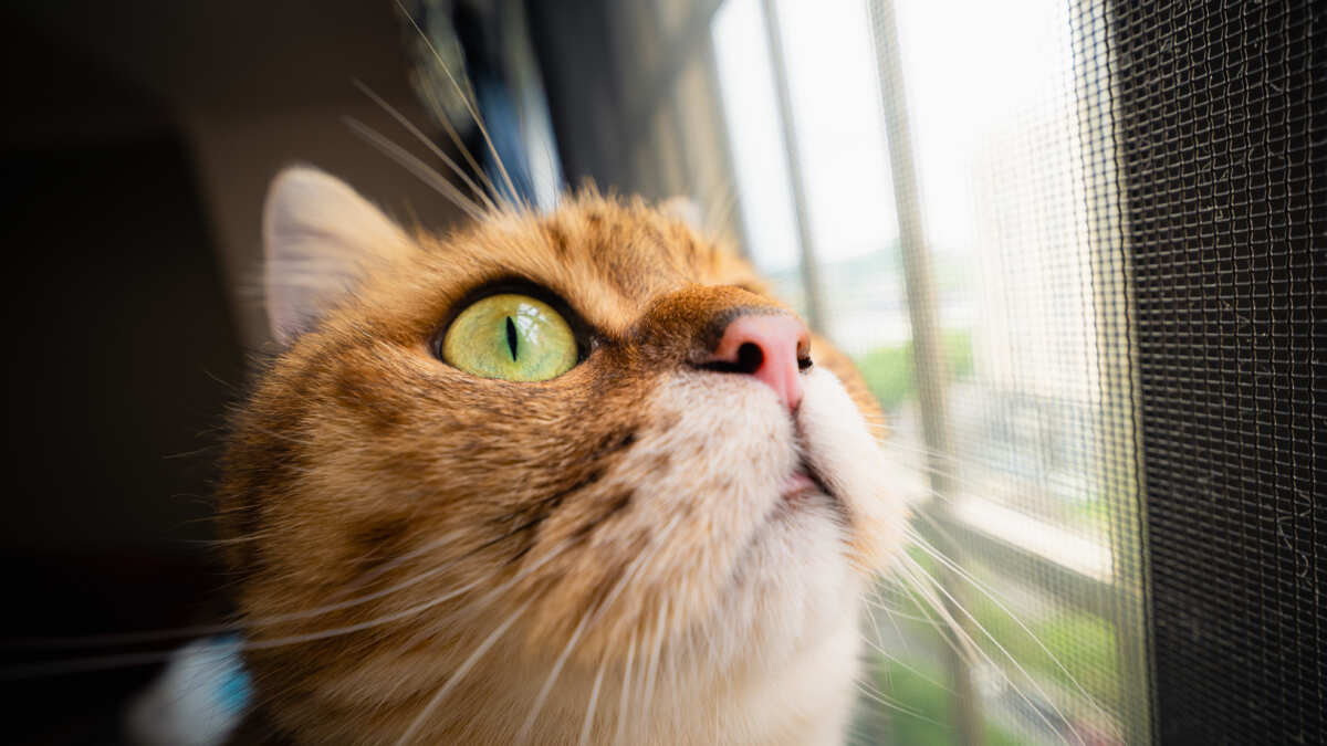 阳光下的猫咪