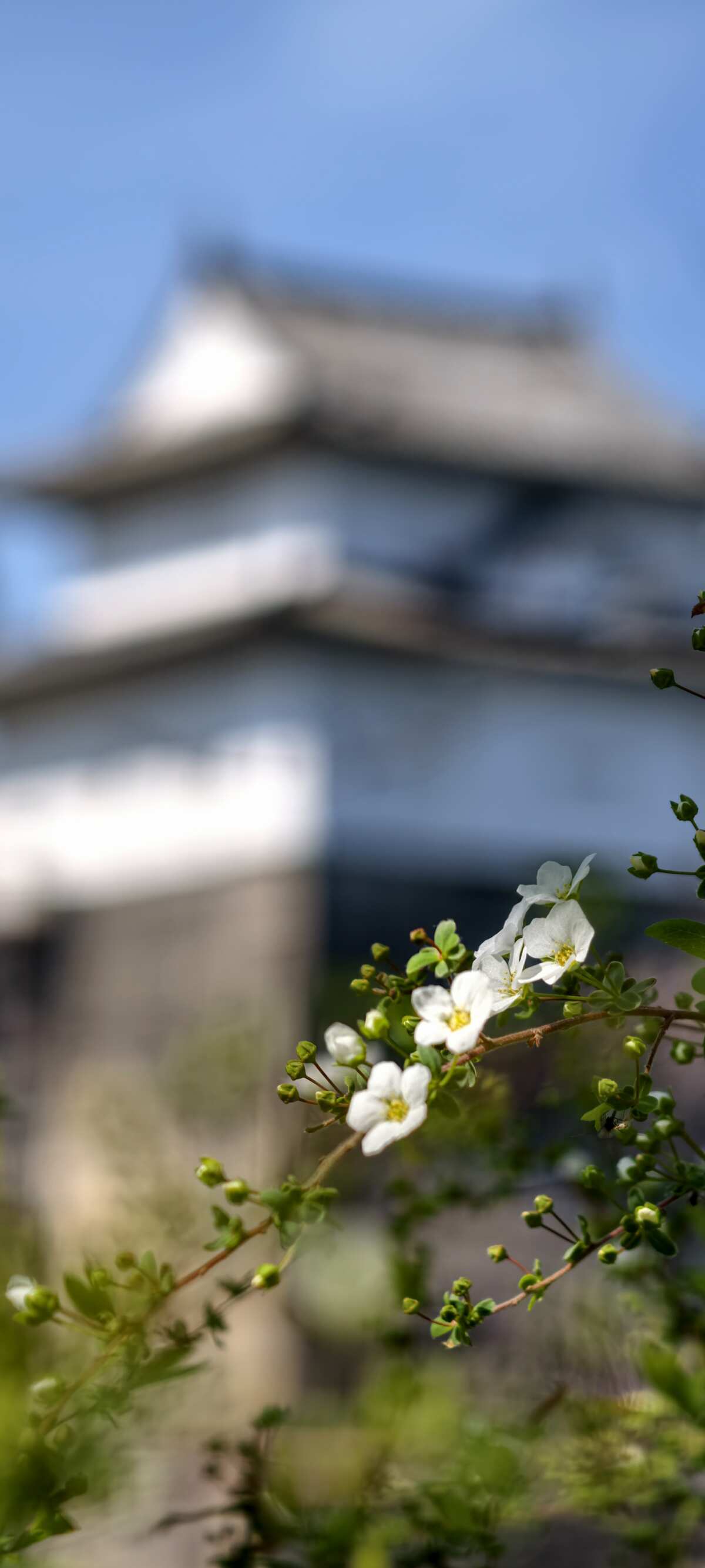 白花绿叶手机壁纸